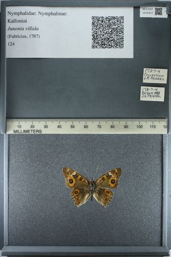 Media type: image;   Entomology 181617